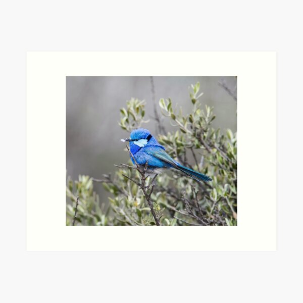 Item preview, Splendid Fairy-wren designed and sold by John Donkin.