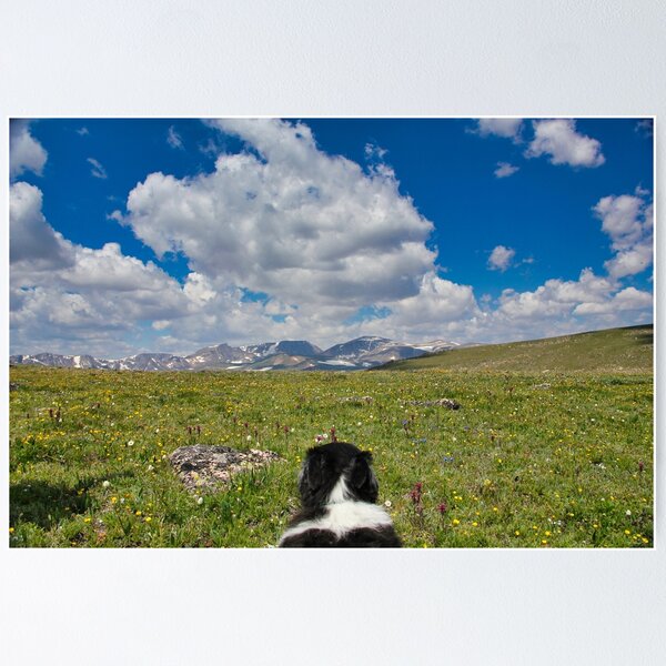 Item preview, Brodie, the Border Collie - Bear Tooth Highway designed and sold by Doug Cunnington.