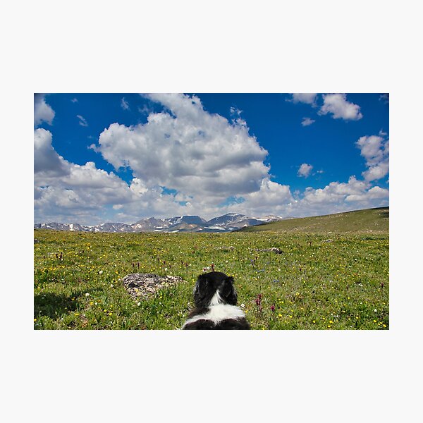 Item preview, Brodie, the Border Collie - Bear Tooth Highway designed and sold by Doug Cunnington.