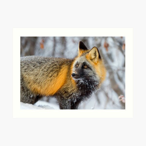 Cross Fox in the Arctic Art Print