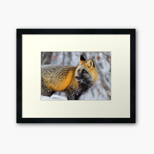 Cross Fox in the Arctic Framed Art Print