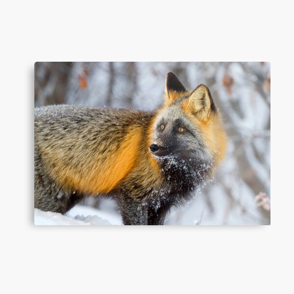 Cross Fox in the Arctic Metal Print