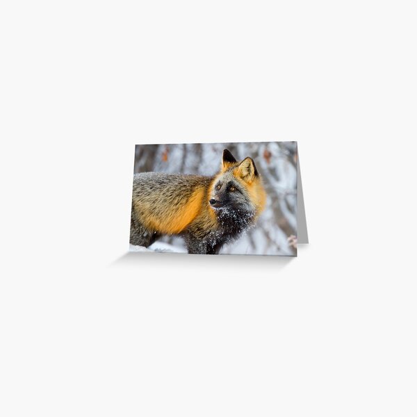Cross Fox in the Arctic Greeting Card