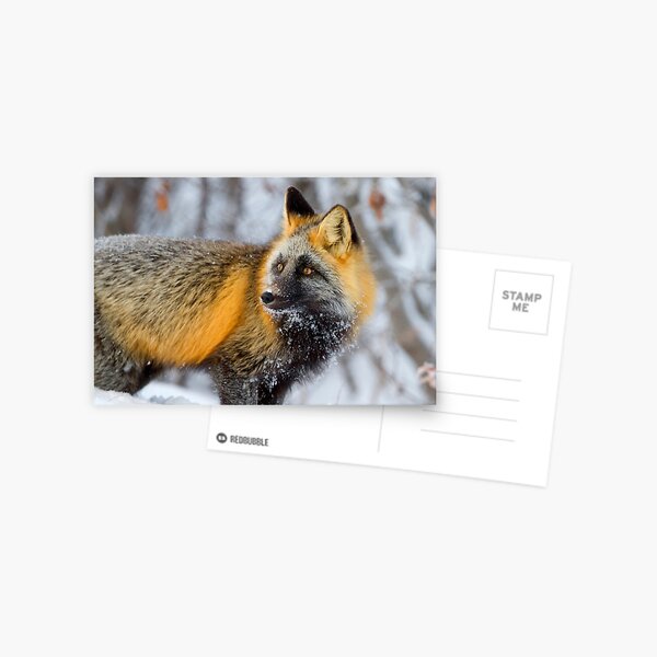 Cross Fox in the Arctic Postcard