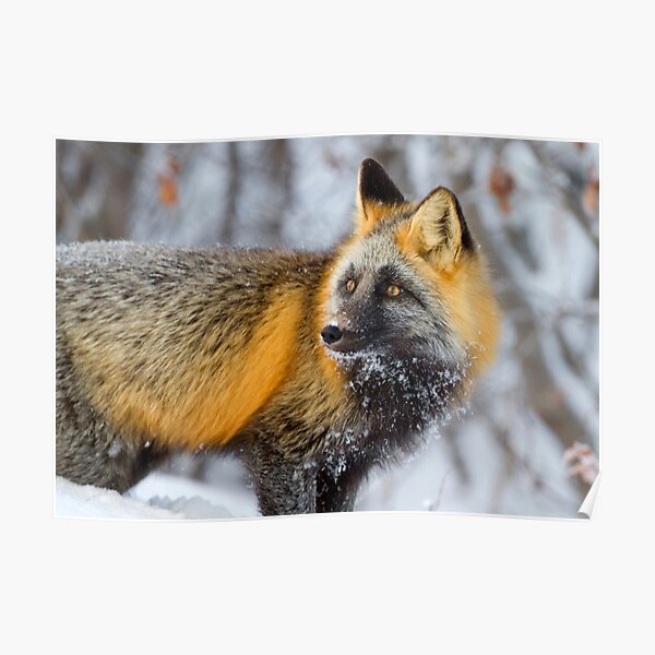 Cross Fox in the Arctic Poster