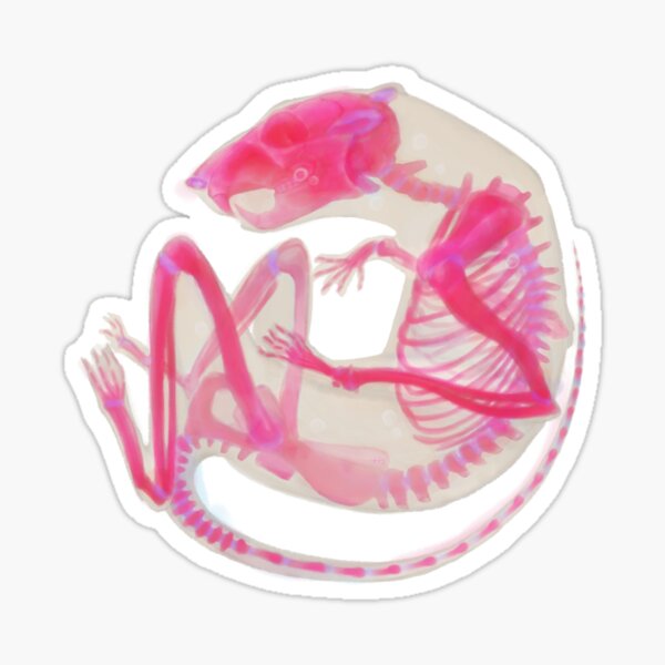 Diaphonized Rat - Pink Sticker