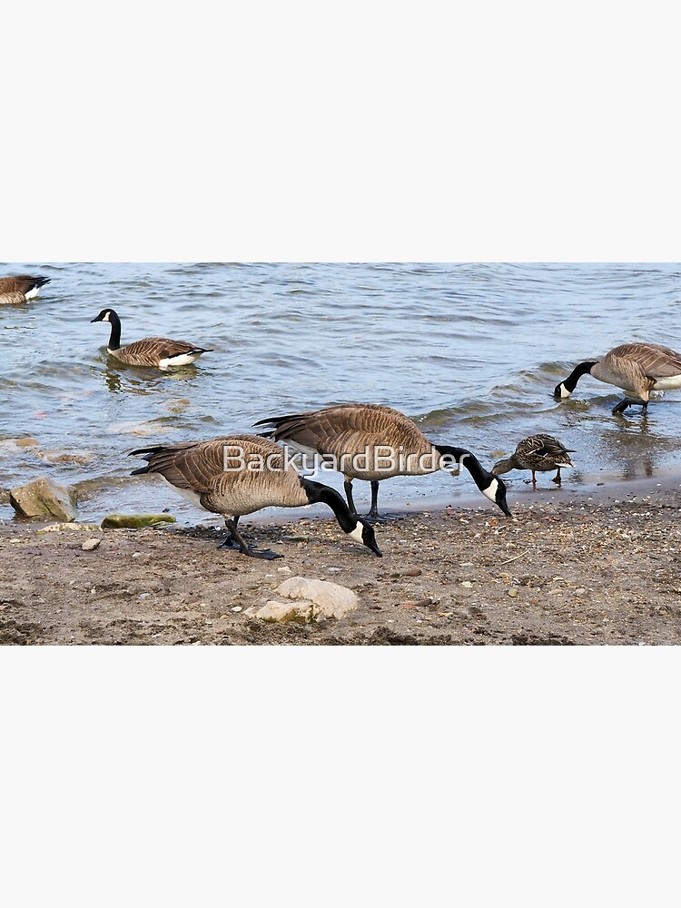 Canada goose clearance bird food