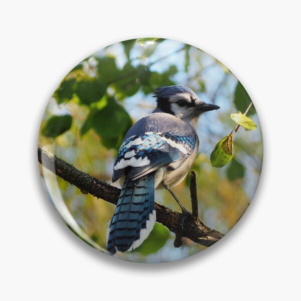 Item preview, Blue Jay Perched In A Tree Staring designed and sold by BackyardBirder.