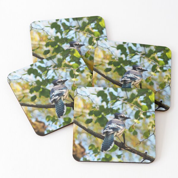 Item preview, Blue Jay Perched In A Tree Staring designed and sold by BackyardBirder.