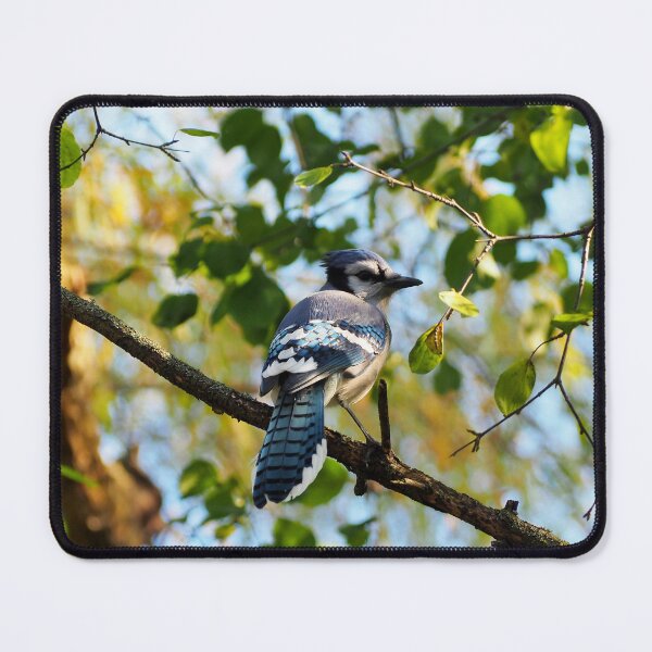 Item preview, Blue Jay Perched In A Tree Staring designed and sold by BackyardBirder.