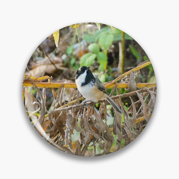 Item preview, Black-capped Chickadee Looking Around designed and sold by BackyardBirder.