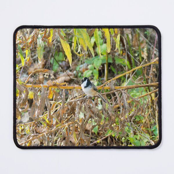 Item preview, Black-capped Chickadee Looking Around designed and sold by BackyardBirder.