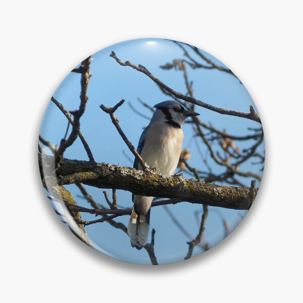 Item preview, A Blue Jay Perched On a Tree Branch designed and sold by BackyardBirder.