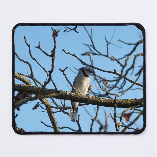 Item preview, A Blue Jay Perched On a Tree Branch designed and sold by BackyardBirder.