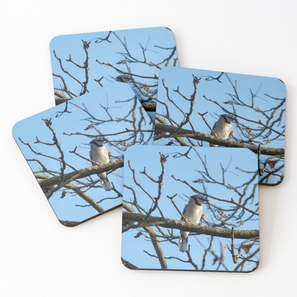 Item preview, A Blue Jay Perched On a Tree Branch designed and sold by BackyardBirder.