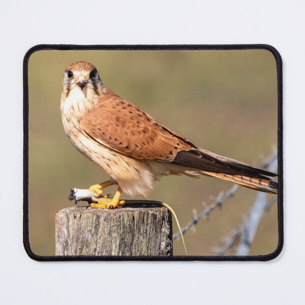 Item preview, Australian kestrel designed and sold by johkar-photos.