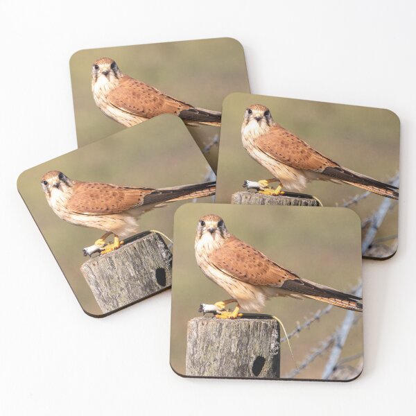 Item preview, Australian kestrel designed and sold by johkar-photos.