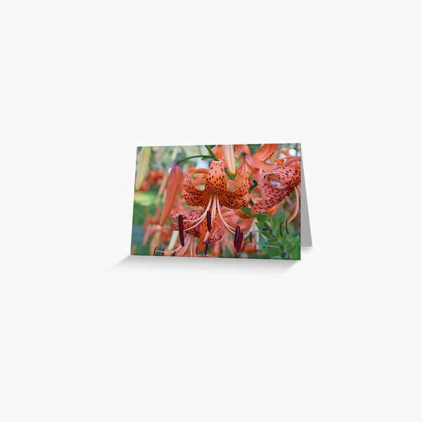 July Greeting Card