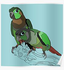 Green Cheek Conures Poster