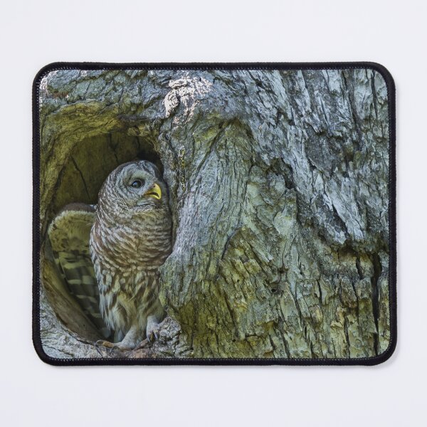 Item preview, Focused Gaze designed and sold by Puttaswamy Ravishankar.