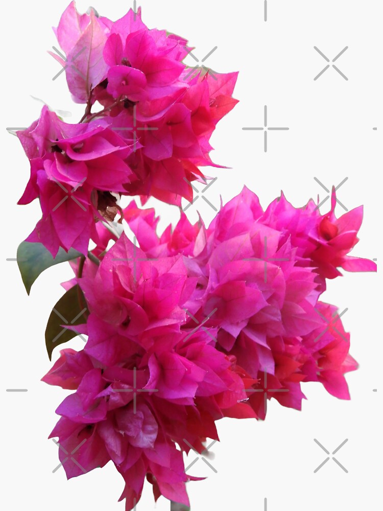 Seamless floral pattern with pink bougainvillea flower on climbing