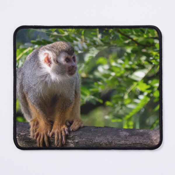 Item preview, Common squirrel monkey on tree in the nature. designed and sold by LubosChlubny.