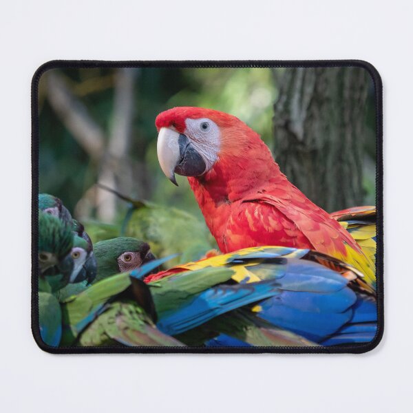 Item preview, Group of Ara parrots, Red parrot Scarlet Macaw designed and sold by LubosChlubny.