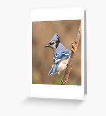 Blue Jay (native to Canada) Greeting Card