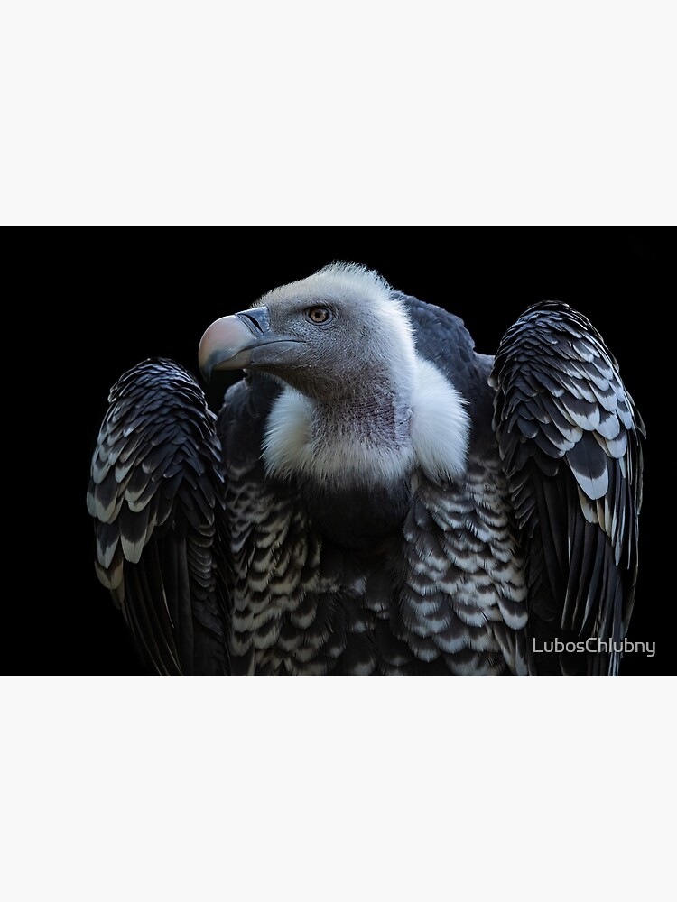 Eurasian griffon vulture - Wikipedia