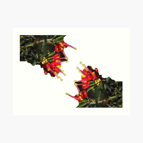 Red Yellow Grevillea Art Print