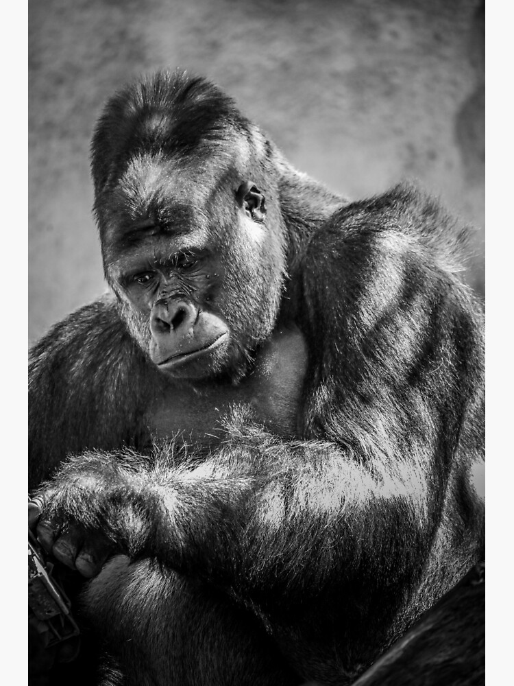 Silverback Gorilla GYM | Poster