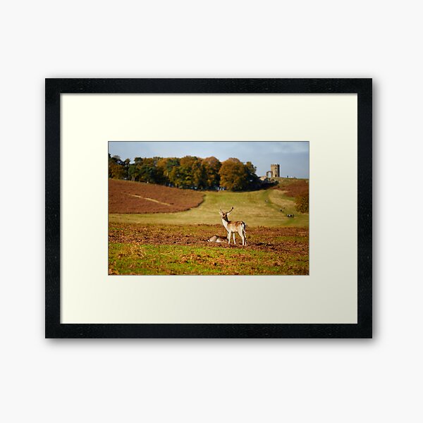 Bradgate Deer Framed Art Print