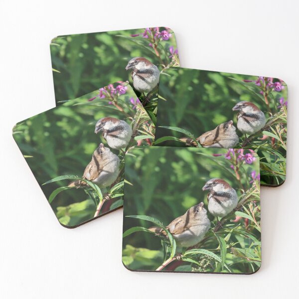 Item preview, House sparrow with chick designed and sold by GreyFeatherPhot.