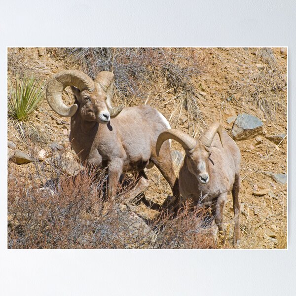 Item preview, Pair of Rams designed and sold by Gary Lengyel.
