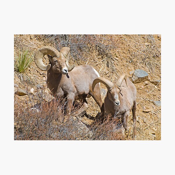 Item preview, Pair of Rams designed and sold by Gary Lengyel.
