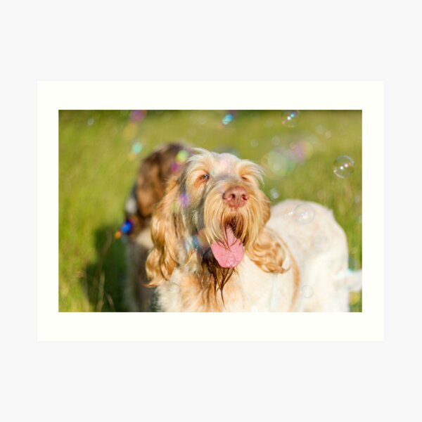 Soap Film - Orange and White Italian Spinone Dog Head Shot with Bubbles Art Print