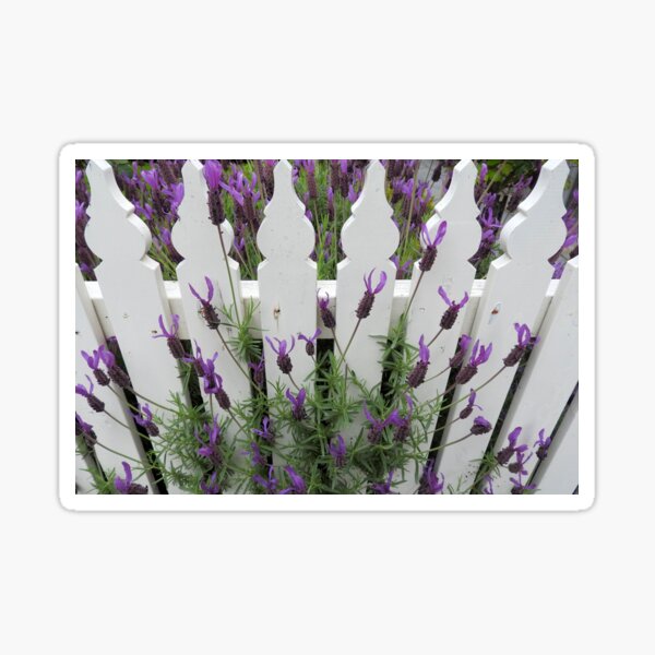 Item preview, white picket fence designed and sold by Janine Matheson.