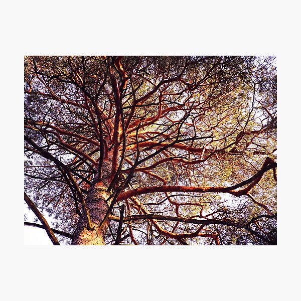 Item preview, Pine tree forest photography | Pine tree branches photo designed and sold by lausn.