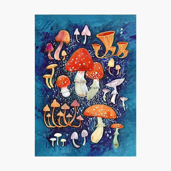 Mushrooms Photographic Print