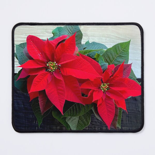 Item preview, Poinsettia Plant  designed and sold by Colli13.