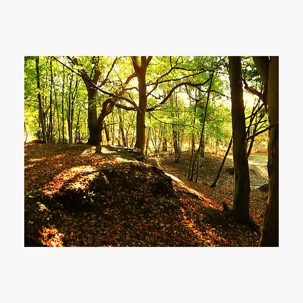 Item preview, PORINGLAND WOOD 4, NORFOLK designed and sold by ANNETTE HAGGER.