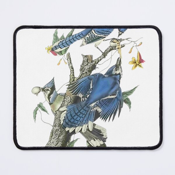 Item preview, Audubon Blue Jay Print designed and sold by nanengen2.