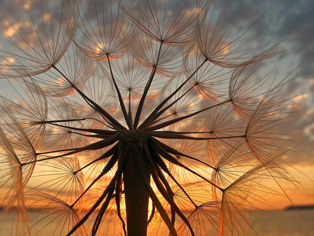 "Sunset Weed" by Corey Bigler Redbubble