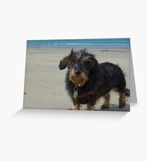 Daisy on her Cornish Beach Holiday Greeting Card