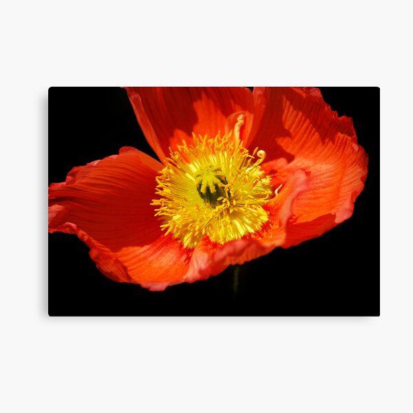 Red Poppy Canvas Print