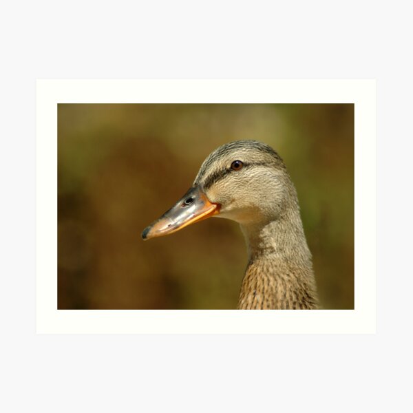 Duck Art Print
