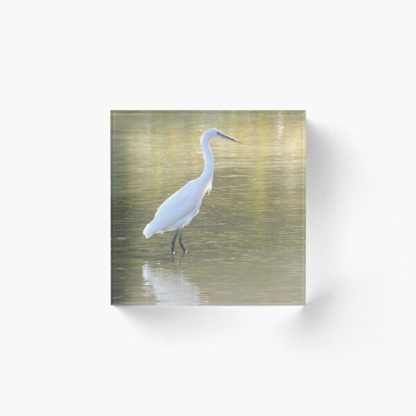 Item preview, Little Egret standing in golden water designed and sold by TwistedClassics.