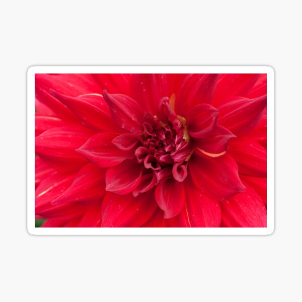 Item preview, Red Dahlia Flower designed and sold by Rocklights.