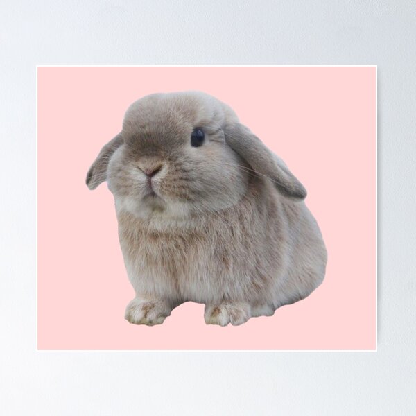 Fat Bunny Posters for Sale | Redbubble