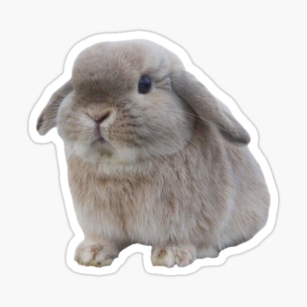 Fat Bunny Stickers for Sale | Redbubble